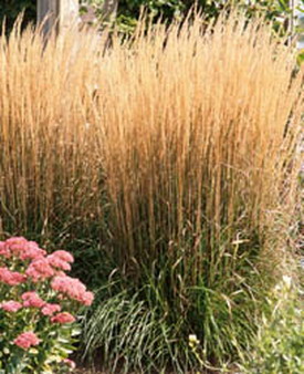 CALAMAGROSTIS 